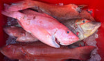 VOLOKE Octopus Skirted Jigs 6/0. 30g. 25cm
