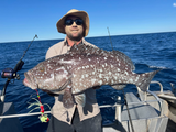 Baited Octo Jig Circle SS gangs  100g 200g 300g