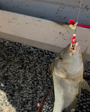 Baited Octo Jig Circle SS gangs  200g 300g